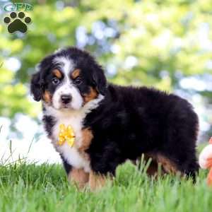 Beetle Boy, Mini Bernedoodle Puppy